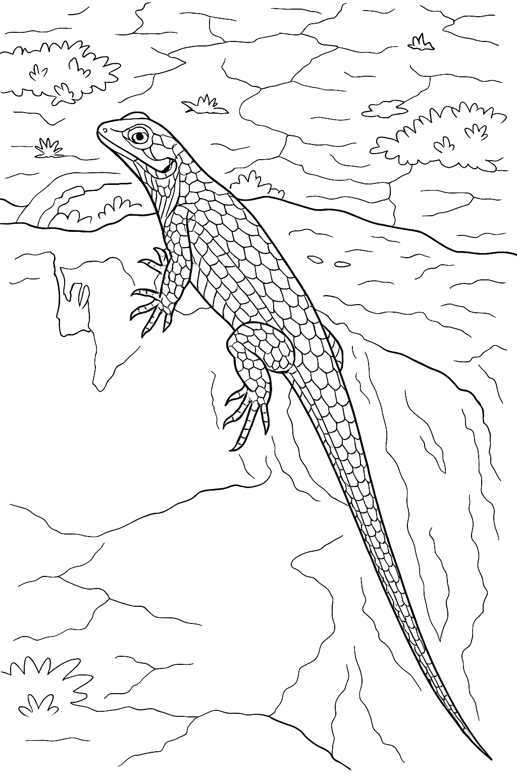 Lizard