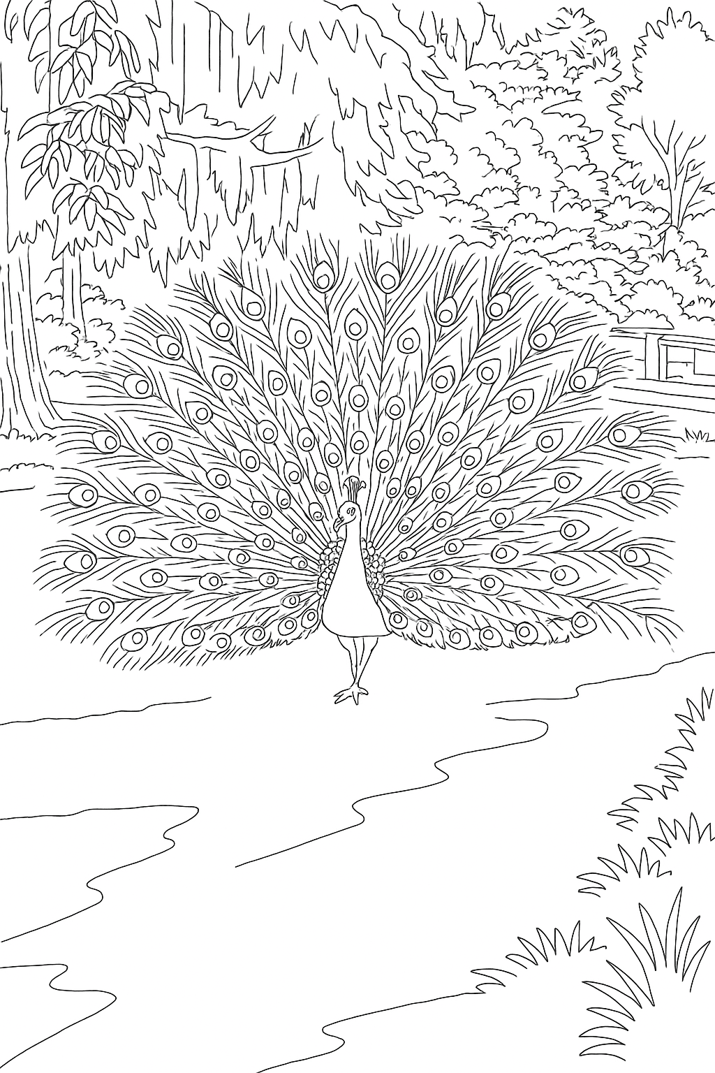 Peacock