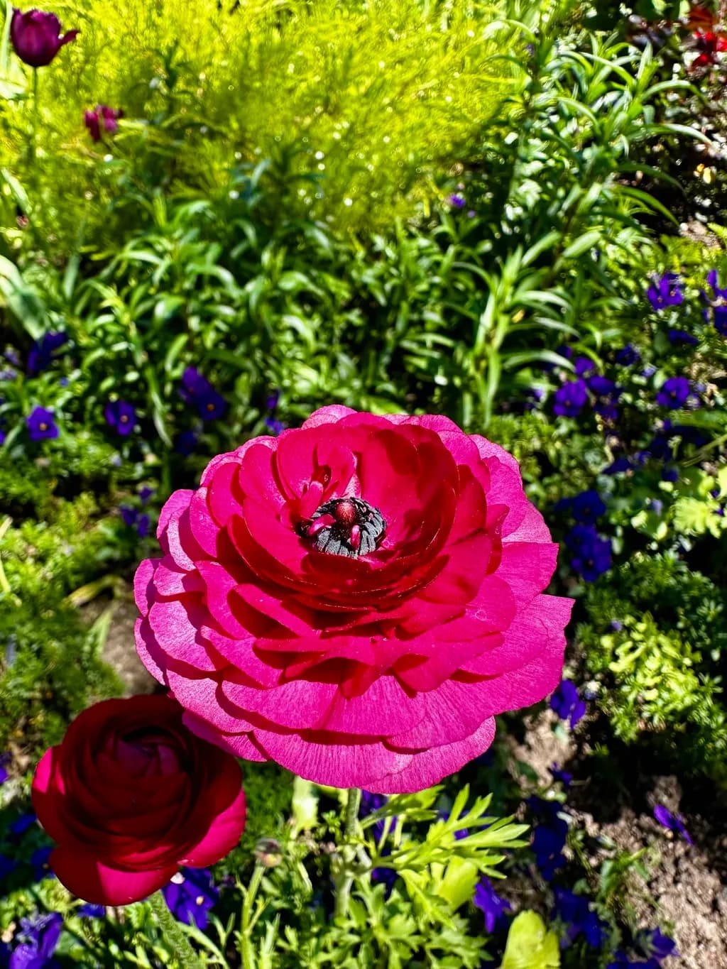 Getty Ranunculus Asiaticus