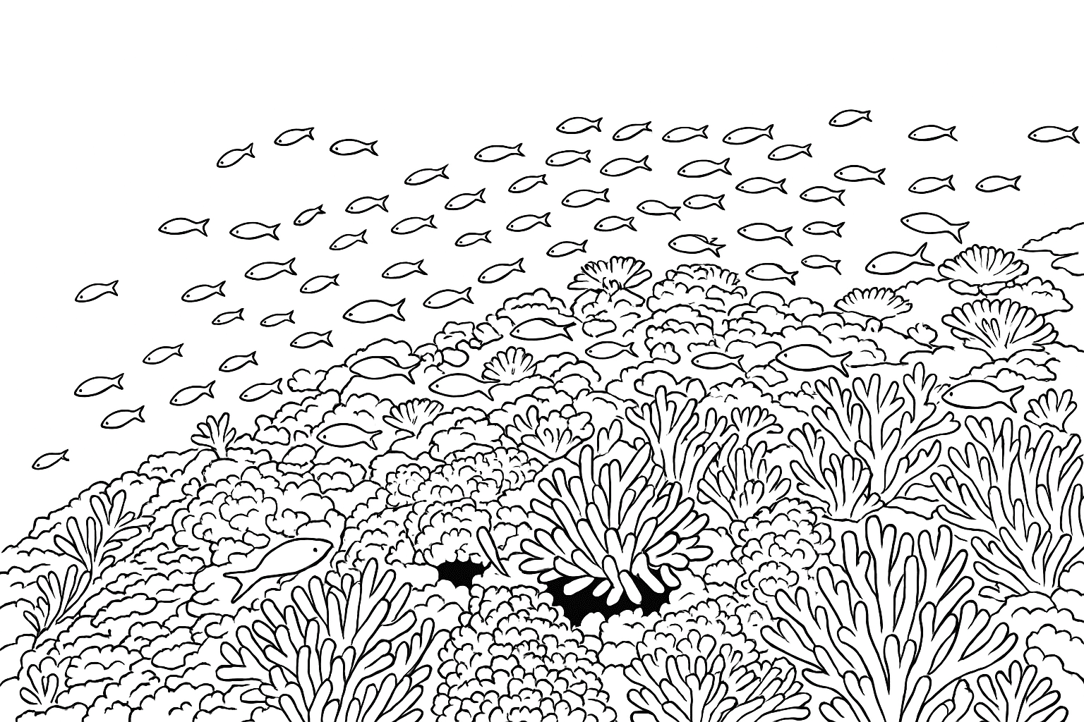 Coral Reef
